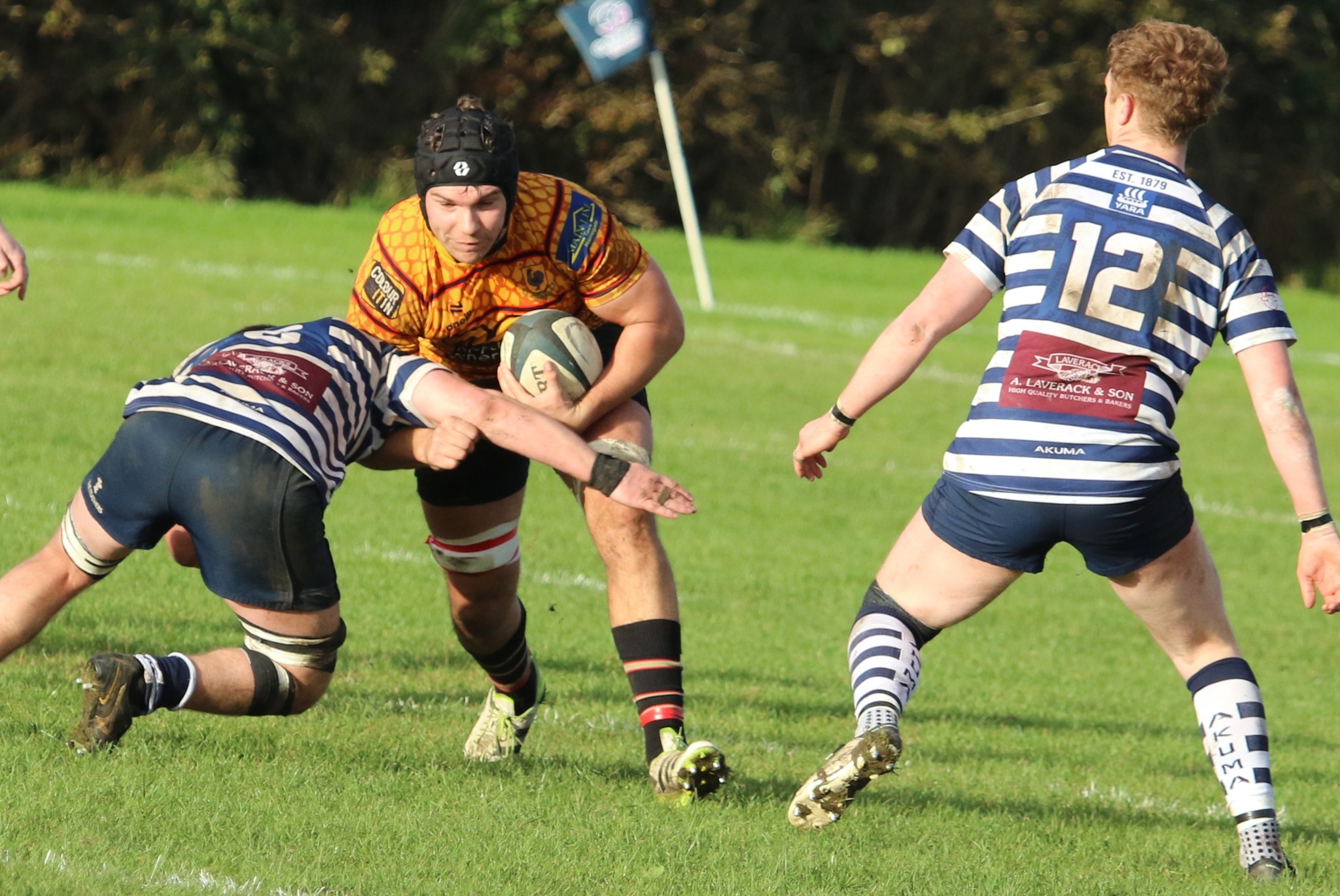 Pythons take Pocklington close